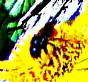 gehornte-mauerbiene-osmia-corn-29828.jpeg