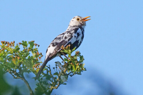 amsel-mann-leuzistisch-29832.jpeg