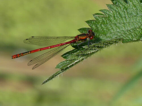 

Aufnameort: Weidenbach in meinem Garten
Kamera: Panasonic Lumix FZ 330