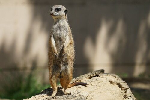 

Aufnameort: Kölner Zoo
Kamera: Sony Alpha 7/II