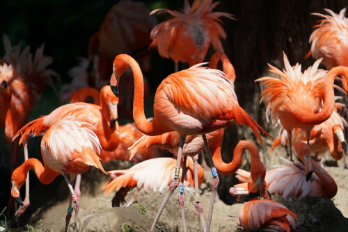 

Aufnameort: Kölner Zoo
Kamera: Sony Alpha 7/II