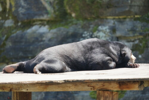 

Aufnameort: Kölner Zoo
Kamera: Sony Alpha 7/II