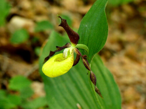 frauenschuh-orchidee-im-wald-bei-lichtenegg-29858.jpeg