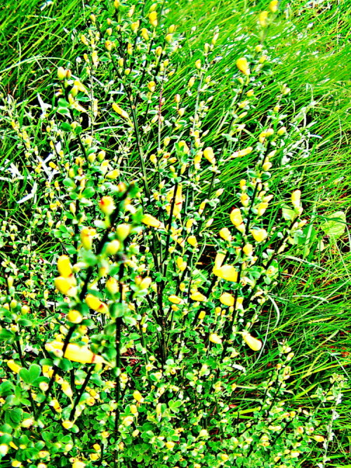 besenginster-cytisus-scoparius-29848.jpeg