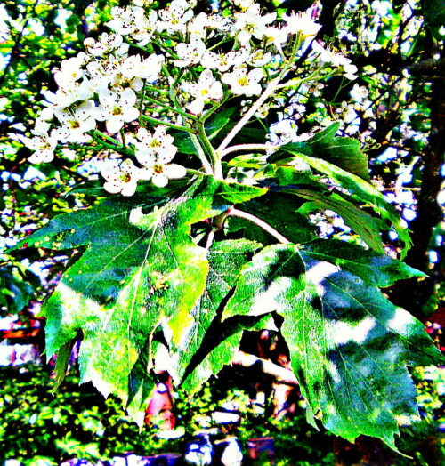 Die Elsbeere gehört zur Familie der Rosengewächse(Rosaceae).
https://de.wikipedia.org/wiki/Elsbeere

Aufnameort: Eiershausen Garten
Kamera: Medion Camcorder