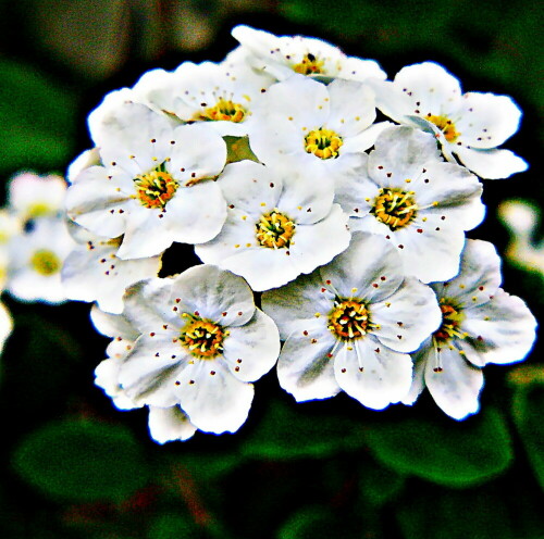 Der Braut-Spierstrauch gehört auch zur Familie der Rosengewächse(Rosaceae).
https://de.wikipedia.org/wiki/Spierstr%C3%A4ucher

Aufnameort: Eiershausen Garten
Kamera: Medion Camcorder