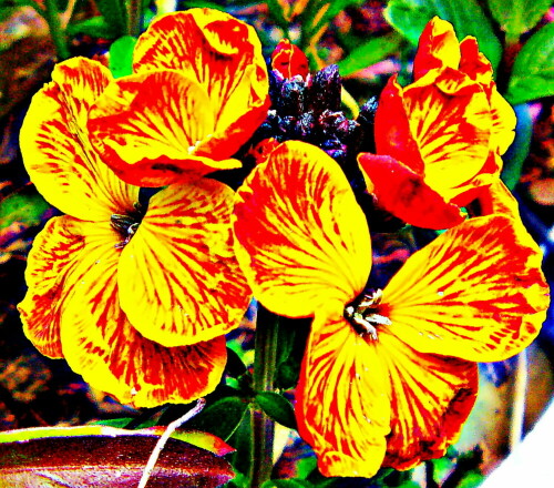 Der Goldlack gehört zu den Kreuzblütlern(Brassicaceae).
https://de.wikipedia.org/wiki/Goldlack

Aufnameort: Eiershausen Garten
Kamera: Medion Camcorder