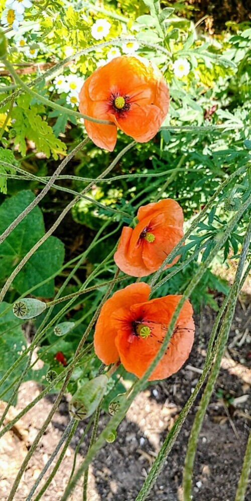 Klatschmohn in Reih' und Glied

Aufnameort: Lichtenau / Mfr.
