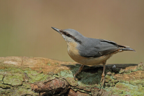 Kleiber

Aufnameort: Odenwald
Kamera: Canon EOS 7D