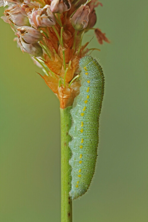 Raupe des kleinen Kohlweißlings

Aufnameort: Odenwald
Kamera: Canon EOS 60D