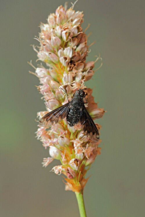 Der gewöhnliche Trauerschweber


Aufnameort: Odenwald
Kamera: Canon EOS 60D