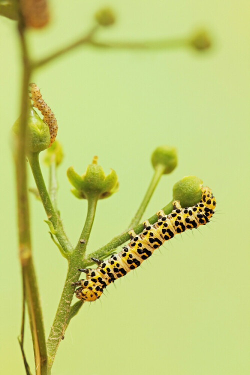 Raupe des Braunwurz-Mönchs

Aufnameort: Odenwald
Kamera: Canon EOS 60D