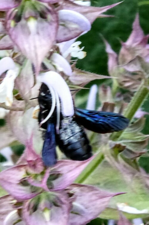 Biene: Große Blauschwarze Holzbiene

Aufnameort: Lichtenau / Mfr.
