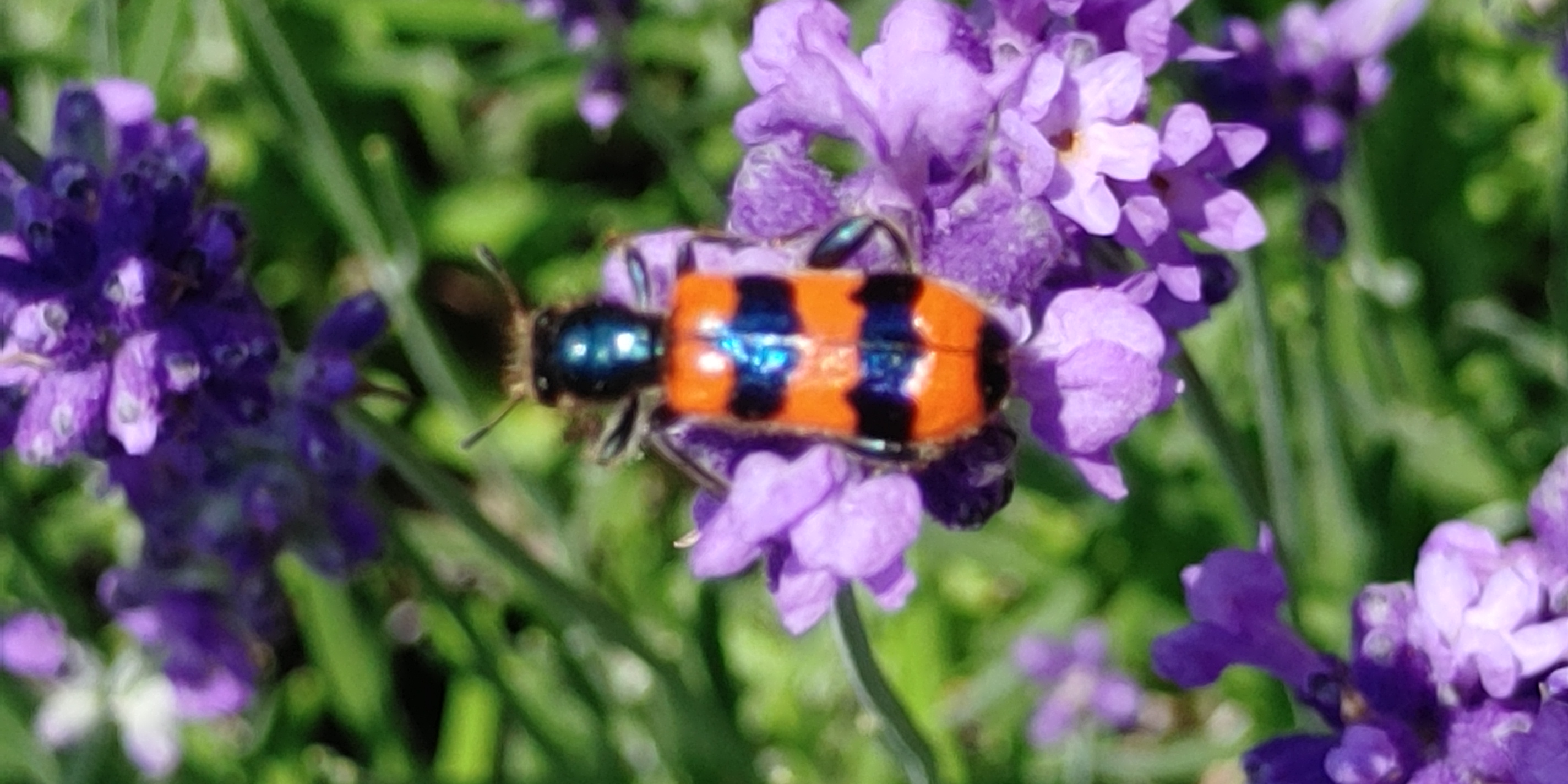 bienenkafer-rot-schwarz-gebandert-schoner-kontrast-29952.jpeg