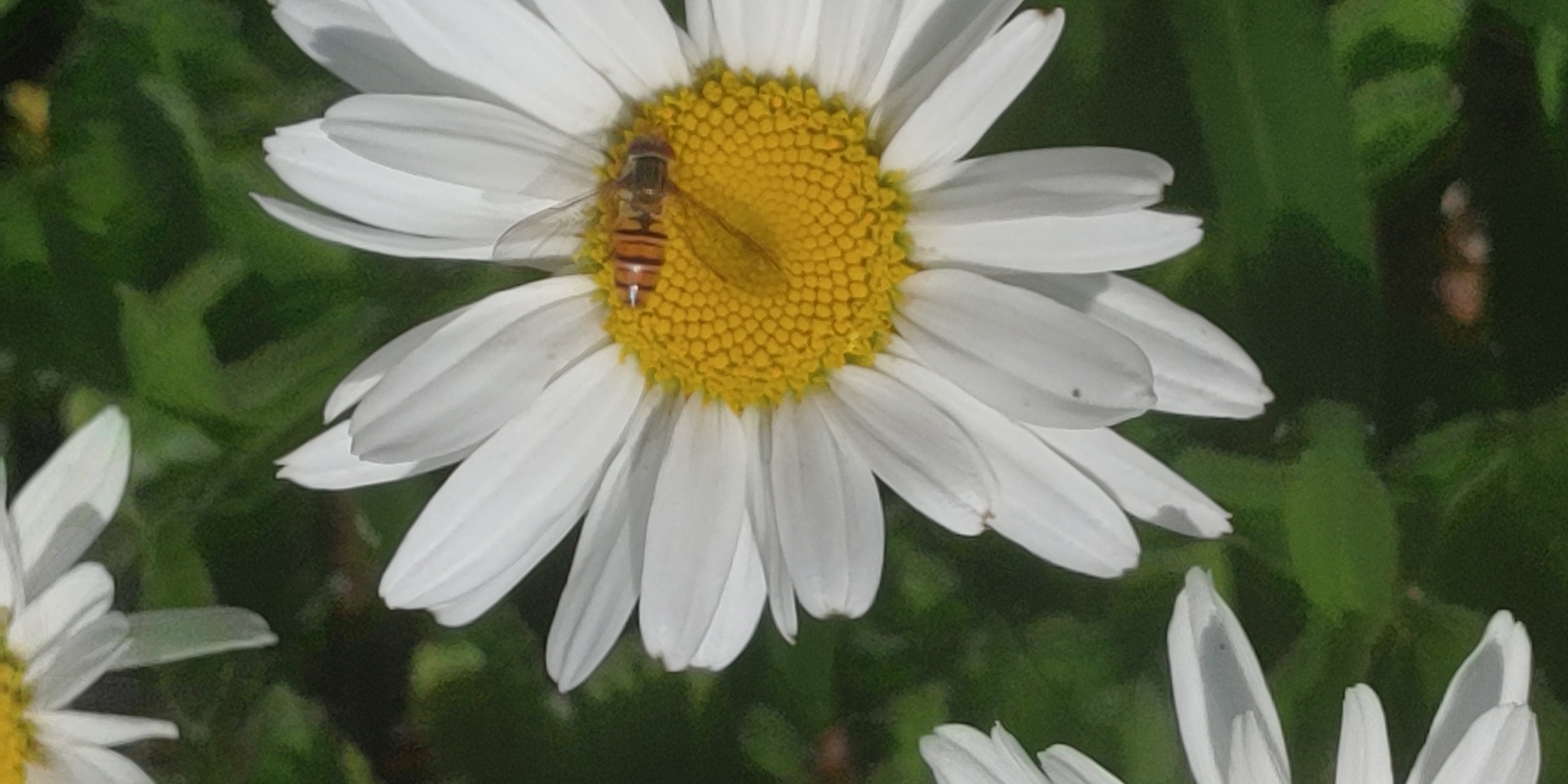 Hainschwebfliege auf Magarite ... Passendes Outfit!

Aufnameort: Lichtenau / Mfr.
