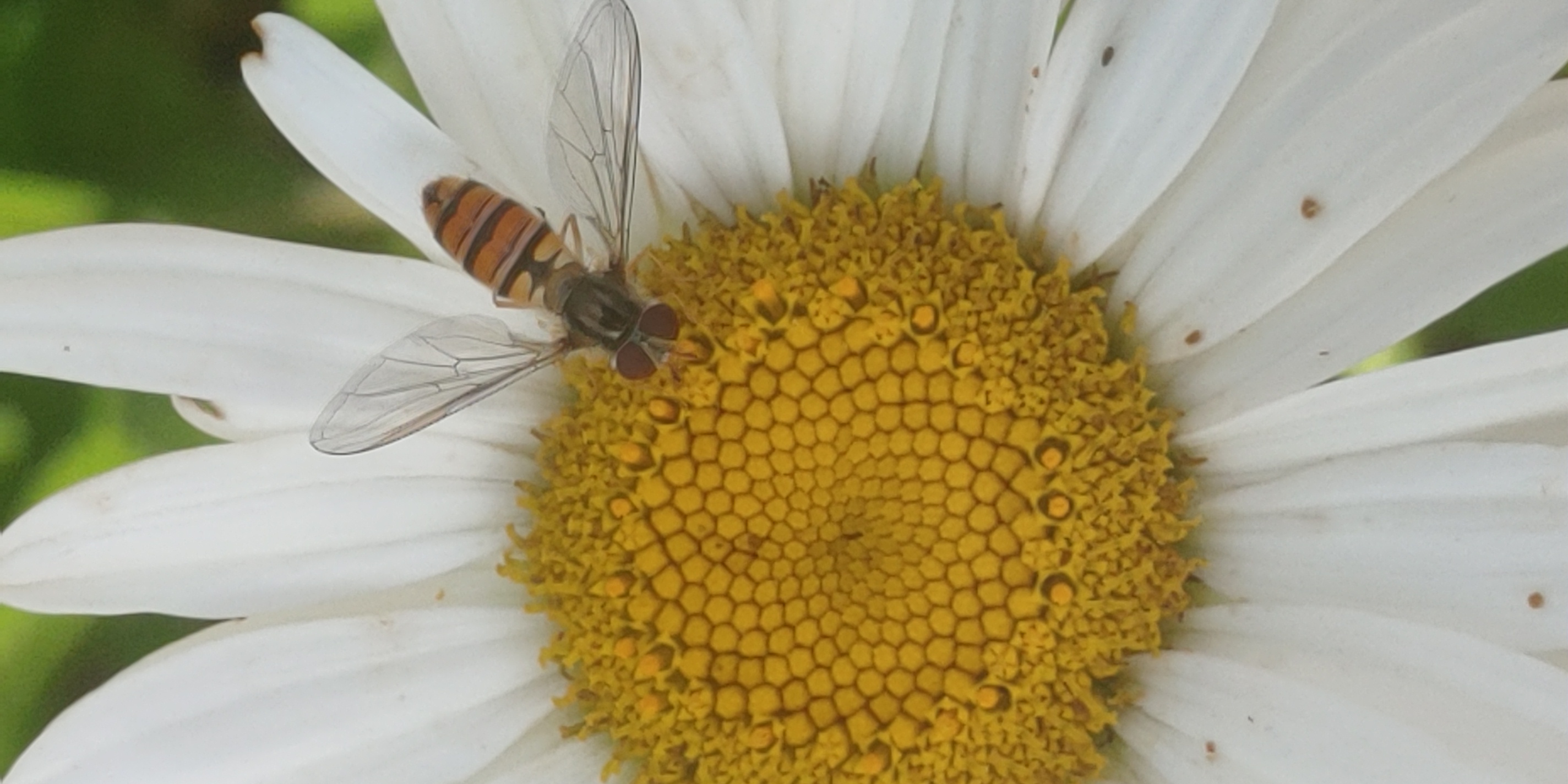 Viele Insekten lieben auch Magariten

Aufnameort: Lichtenau / Mfr.
