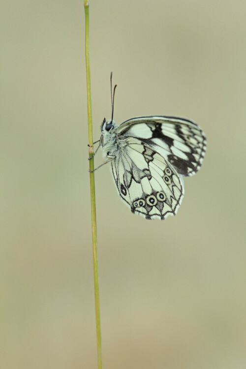 Schachbrettfalter

Aufnameort: Odenwald
Kamera: Canon EOS 60D