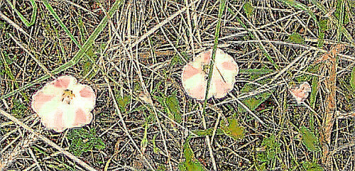 Die Ackerwinde gehört auch zur Familie der Windengewächse(Convolvulaceae).
https://de.wikipedia.org/wiki/Acker-Winde

Aufnameort: Saum des Feldweges östlich der ehemaligen Beobachtungshütte Lohmühlenweiher
Kamera: Medion Camcorder