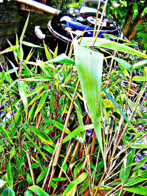 Der Bambus gehört zur Familie der Süßgräser(Poaceae).
https://de.wikipedia.org/wiki/Bambus

Aufnameort: Eiershausen Garten
Kamera: Medion Camcorder