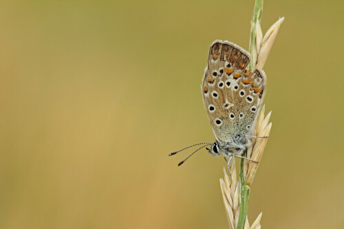 Hauhechel-Bläuling


Aufnameort: Odenwald
Kamera: Canon EOS 60D