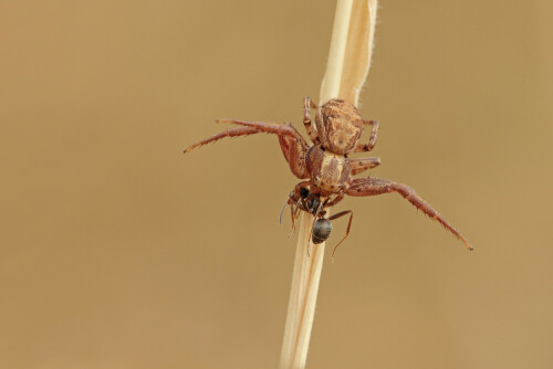 Braune Krabbenspinne mit Beute

Aufnameort: Odenwald
Kamera: Canon EOS 60D