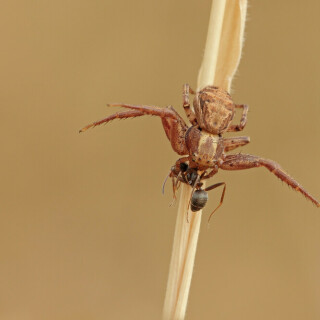 krabbenspinne-mit-beute-29991