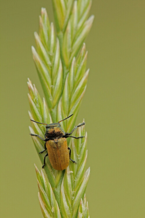 Kurzhörniger Blattkäfer, Labidostomis

Aufnahmeort:	Odenwald	
Kamera:	Canon	EOS 60D
Objektiv:	Sigma Makro	150mm
Stativ		
		
# 00128