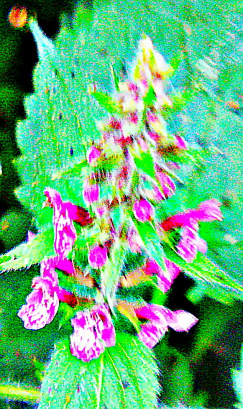 bluten-eines-wald-ziests-stachys-sylvatica-l-1758-29999.jpeg