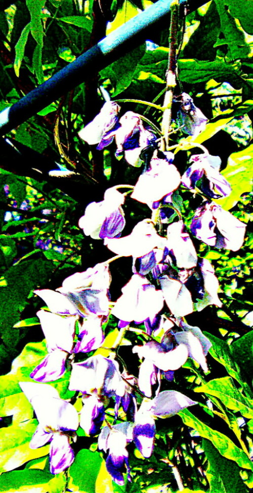 Der Japansche Blauregen(Wisteria floribund) wurde 1860 von Japan in die USA gebracht. Als Zierpflanze wächst sie in Parkanlagen oder Gärten.
Sie mag feuchte Böden und direkte Sonne.
https://de.wikipedia.org/wiki/Japanische_Wisteria

Aufnameort: Eiershausen Garten
Kamera: Medion Camcorder