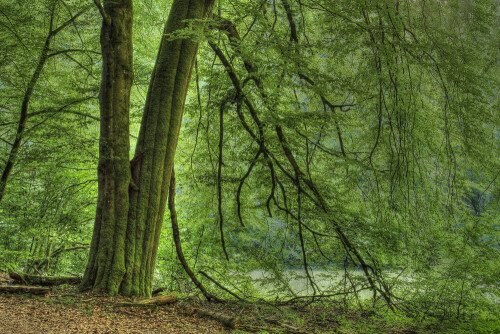 Rotbuche

Aufnameort: Odenwald
Kamera: Canon EOS 7D