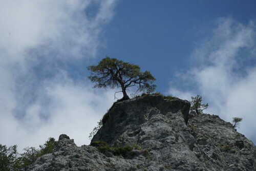 Dieser Baum trotzt auf einem Felsen oberhalb der Rheinschlucht auch den widrigsten Bedingungen.

Aufnameort: Versam-Safien Schweiz
Kamera: Sony Alpha 7/II