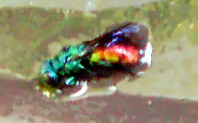 goldwespe-chrysis-inaequalis-dahlbom-1845-30008.jpeg