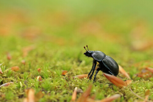 Waldmistkäfer

Aufnameort: Odenwald
Kamera: Canon EOS 60D