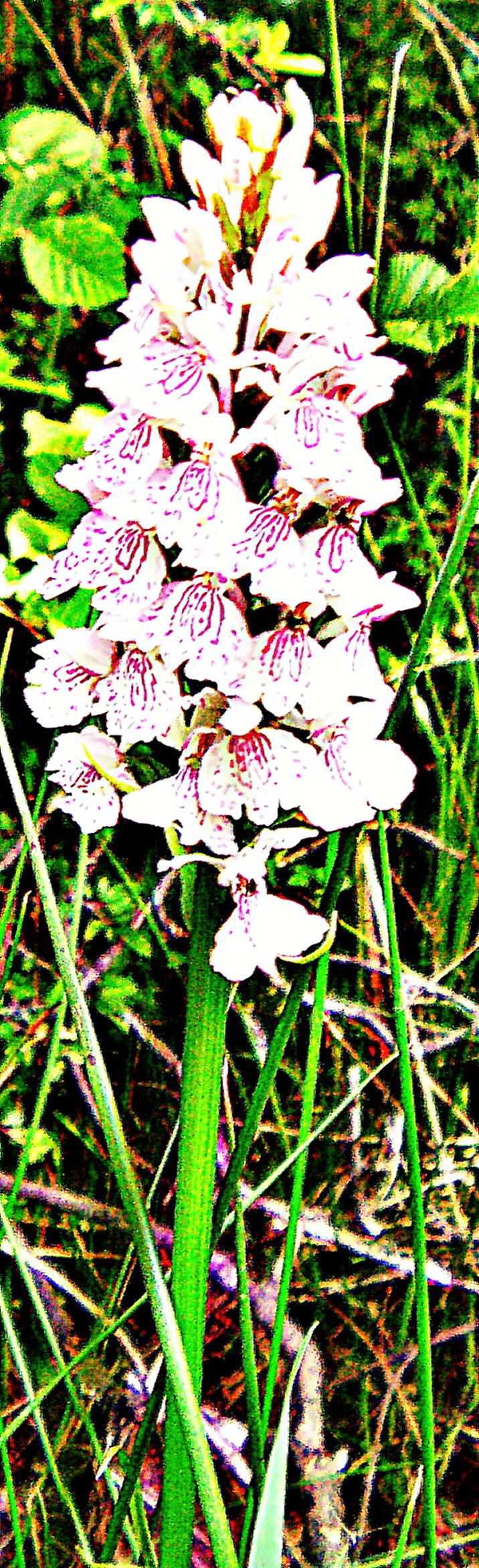 Eine Orchideenart, die auch auf ihre endotrophen Mykorrhiza(Pilz) angewiesen ist. Als Geophyt kann sie den Winter überdauern.
https://de.wikipedia.org/wiki/Geflecktes_Knabenkraut


Aufnameort: Simmersbach Hütte mit Bienenstand gegenüber "Garten Eden"(Streuobstwiese)
Kamera: Medion Camcorder