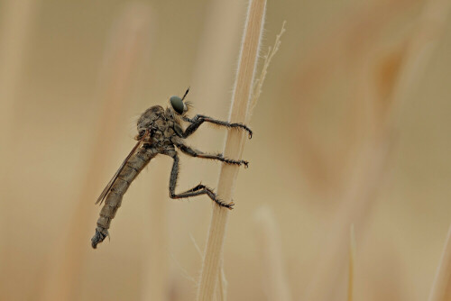 Schlichte Raubfliege

Aufnameort: Odenwald
Kamera: Canon EOS 60D