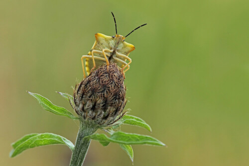 Nördliche Fruchtwanze


Aufnameort: Odenwald
Kamera: Canon EOS 60D