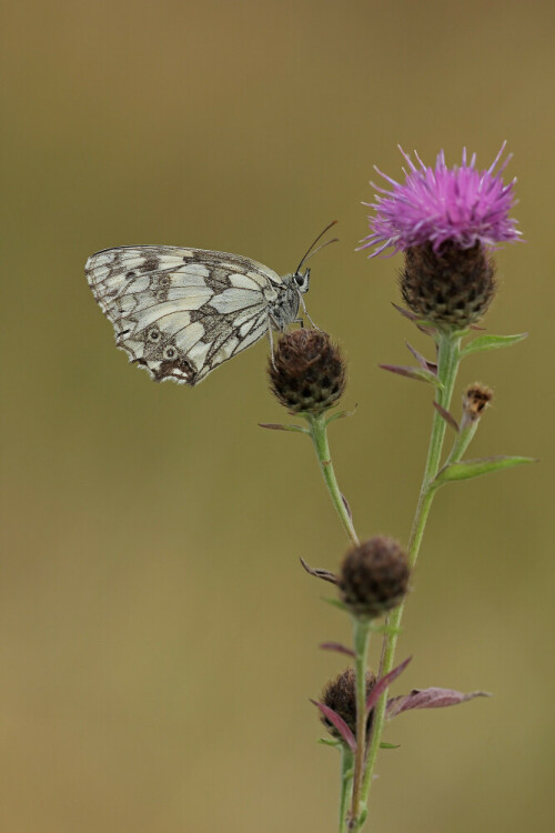 Schachbrettfalter auf Flockenblume

Aufnameort: Odenwald
Kamera: Canon EOS 60D