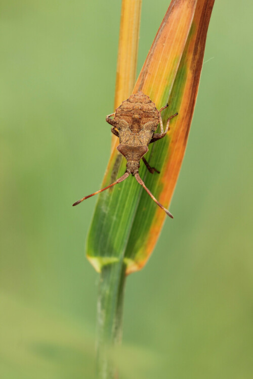 Nymphe einer Saumwanze

Aufnameort: Odenwald
Kamera: Canon EOS 60D