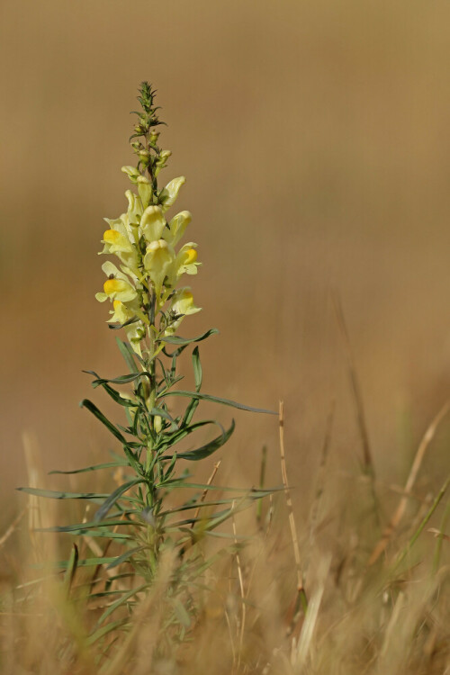 Echtes Leinkraut

Aufnameort: Odenwald
Kamera: Canon EOS 60D