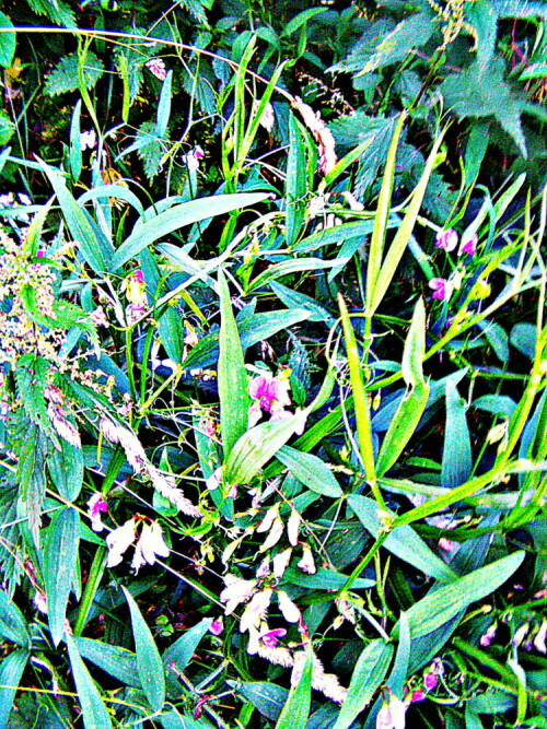 gras-platterbse-lathyrus-nissolia-l-30069.jpeg