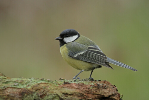 Kohlmeise

Aufnameort: Odenwald
Kamera: Canon EOS 7D