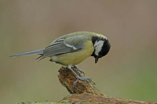 Kohlmeise

Aufnameort: Odenwald
Kamera: Canon EOS 7D