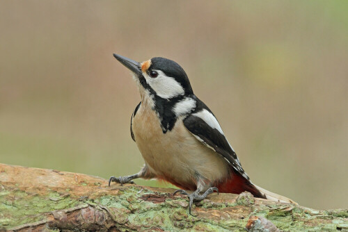 Buntspecht

Aufnameort: Odenwald
Kamera: Canon EOS 7D