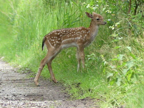 morgenbegegnung-am-waldweg-30075.jpeg