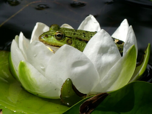 teichfrosch-im-seerosenbett-30076.jpeg