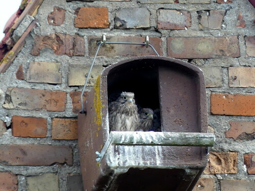 

Aufnameort: bei Greifswald
Kamera: Panasonic Lumix FZ 330