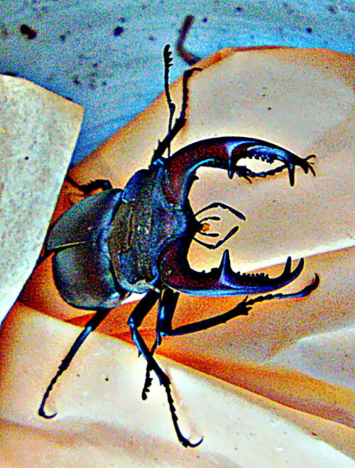 hirschkafer-lucanus-cervus-l-1758-30085.jpeg