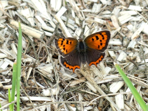 

Aufnameort: Usedom
Kamera: Panasonic Lumix FZ 330