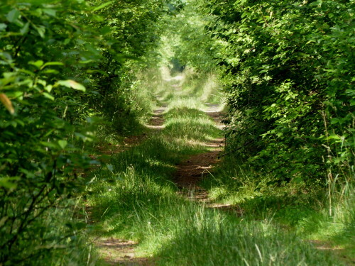 

Aufnameort: Usedom
Kamera: Panasonic Lumix FZ 330