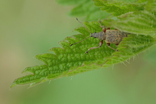 Rüsselkäfer, Phyllobius calcaratus


Aufnameort: Odenwald
Kamera: Canon EOS 60D